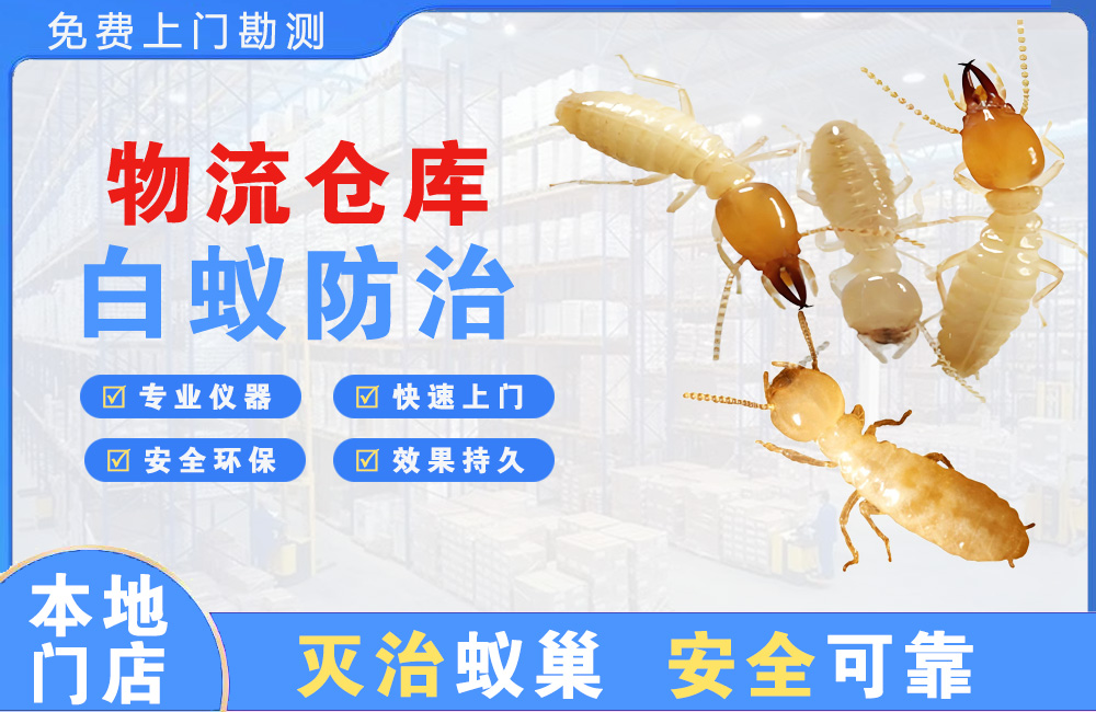 文山物流仓库白蚁防治