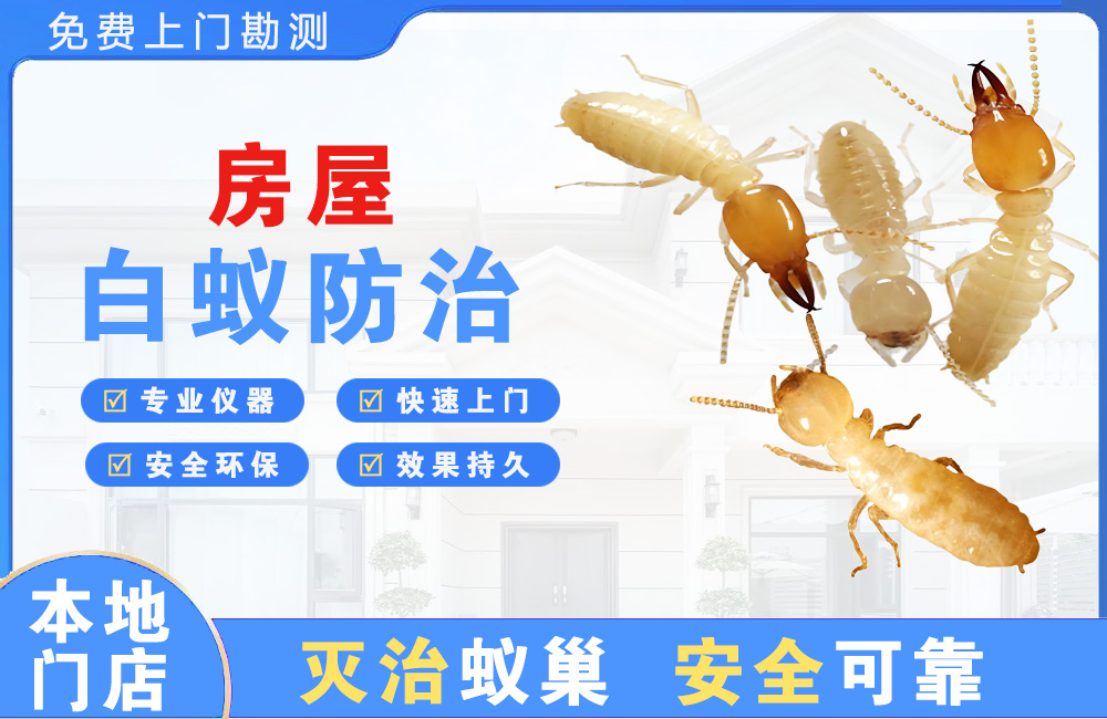 文山房屋白蚁防治